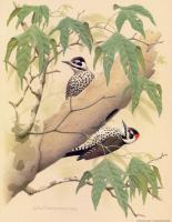 William Zimmerman - Strickland Woodpecker